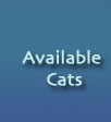available cats