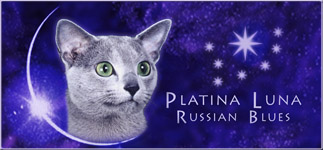 Platina Luna Russian Blues