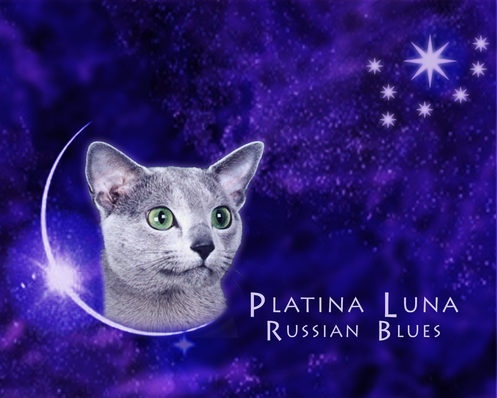 Platina Luna Russian Blues, A CFA Cattery of Excellence